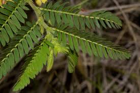 Image result for Chamaecrista falcinella