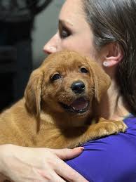 Fox Red Labrador Lovers