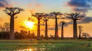 Madagasikara), officially the republic of madagascar (malagasy: Madagascar Holidays Madagascar Packages Africa Odyssey