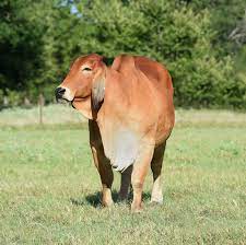 See more ideas about cattle, brahman, beef cattle. Brahman Calves Brahman Bulls Pregnant Brahman Cattle Cows Buy Cow And Calf Live Cattle Cows For Sale Brahman Cattle Brahman Cattle For Sale Brahman Cattle Bulls Cattle And Livestock Brahman Cattle Bulls Brahman