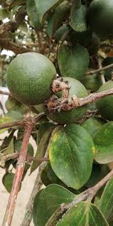 Image result for Strychnos