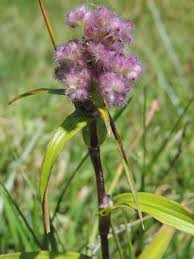 Image result for Floscopa glomerata