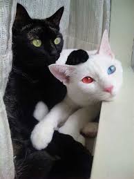 Beautiful Black Cat With Brown Eyes Cats With Colored Eyes Cute Animals Pretty Cats Cute Cats