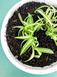 Jul 31, 2019 · all you need for propagating spider plant in water is a container that allows you to submerge the bottom of the spiderette while the leaves stay dry. How To Propagate Spider Plants A Pretty Life In The Suburbs
