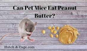 11 Foods Your Pet Mouse Will Love Including Peanut Butter Hutch And Cage
