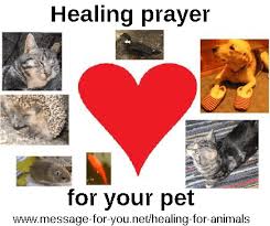 Maybe you would like to learn more about one of these? Healing Prayer For Your Pet Healing For Animals Message For You Net