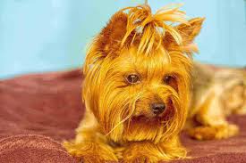 For those dogs that have whiskers protruding out of all areas of their faces, you may be tempted to give them a snip (or have the groomer cut them). Can You Cut Dog Whiskers 3 Best Dog Whisker Trimming Tips