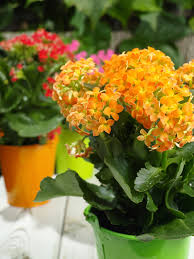 Image result for Kalanchoe dyeri