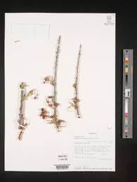 Image result for Maerua nervosa