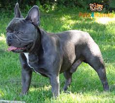 But what does his color tell you about his health blue french bulldog exercise and training requirements. 330 Beautiful Pets Ideas In 2021 Pets Dogs Puppies