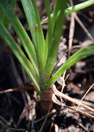 Image result for Aloe ballii