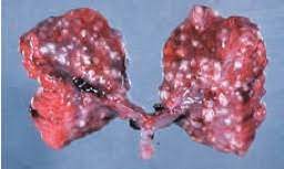 Fumigatus may induce significant economic losses particularly in turkey production. Aspergillus Cid Lines