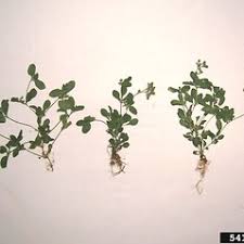 Image result for Polycarpon