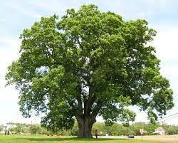 The acorns germinate in the spring and it takes two years for the acorns to mature and drop. Quercus Alba Wikipedia