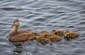 Deeper drinking water should be provided to ducks. Black Ducks Ducklings Baby Ducks Birds Water Feathers Summer Piqsels