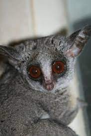 28 Bush Babies Ideas Cute Animals Animals Primates