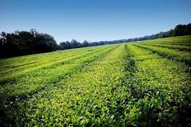 May 20, 2015 by susannahdb leave a comment. Charleston Tea Plantation Best Attractions In Charleston