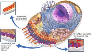Check spelling or type a new query. Biophysical Interactions Between Components Of The Tumor Microenvironment Promote Metastasis Springerlink