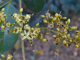 Image result for Dialium guineense