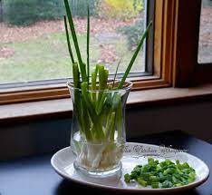 This is a green that's going to grow through the winter. Growing Green Onions In Water