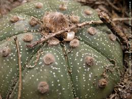 Image result for Thesium asterias