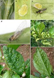 Many florida citrus growers in recent years have used individual protective covers for pest management in young trees in recent years. A Review On Trioza Erytreae African Citrus Psyllid Now In Mainland Europe And Its Potential Risk As Vector Of Huanglongbing Hlb In Citrus Springerlink