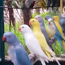 Pin On Aves Exoticas