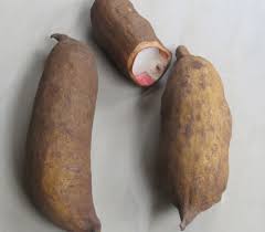 Image result for Cola clavata