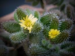pin on delosperma