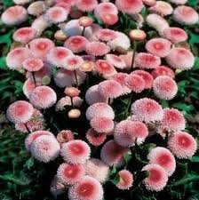 Image result for Bellis