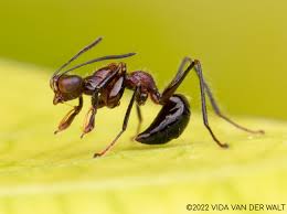 Image result for Gonatopus