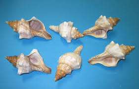 The shells of boykins washboard (no. 5 To 5 7 8 Inches Striped Fox Conch Shells In Bulk For Crabs 70 Ea