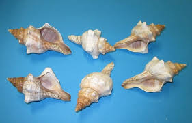 The shells of boykins washboard (no. 5 To 5 7 8 Inches Striped Fox Conch Shells In Bulk For Crabs 70 Ea