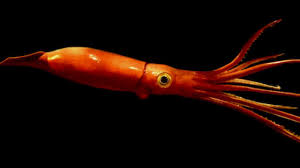 Spesso confusi tra loro, totani e calamari sono due molluschi cefalopodi diversi. Come Cucinare I Totani Idee Green