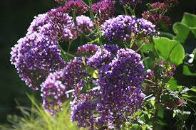 Image result for Erythrina afra