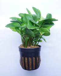 Image result for Ranalisma