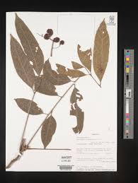 Image result for Sorindeia juglandifolia