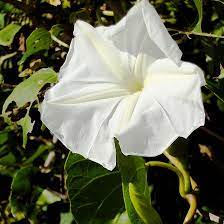 Maybe you would like to learn more about one of these? Top 15 Most Beautiful Morning Glory Flowers