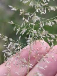 Image result for Sporobolus ioclados