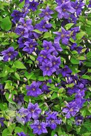 You will see very little of its fresh green foliage once the plant gets into bloom, so great. Pin On Powojniki Pozno Kwitnace