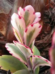 Kalanchoe Fedschenkoi Variegado Plants Succulents Planting Succulents