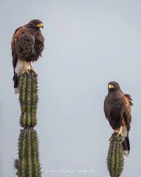 This comes as no surprise given the canyon's diverse hiking opportunities, convenient location, and gorgeous scenery, not to mention the. Tcss Field Guide To Cacti And Other Succulents Of Arizona Posts Facebook