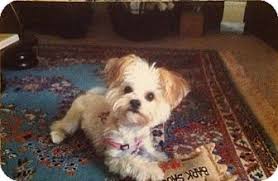 Find great deals on ebay for english bulldog rescue. Lancaster Pa Yorkie Yorkshire Terrier Meet Tilly Knepper A Pet For Adoption