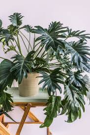 Caring For Your Philodendron Xanadu On Soonafternoon Philodendron Plant Plants Hanging Plants