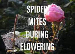 How to get rid of spider mites during flowering. How To Get Rid Of Spider Mites During Flowering Gardening Brain