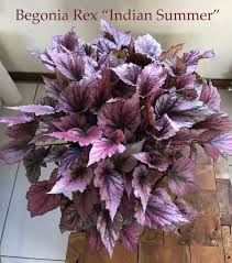 Begonia Rex In 2020 Begonia House Plants Plant Life