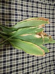 Cara ini sebenarnya cukup banyak digunakan oleh pengguna whatsapp. Bertungku Dengan Daun Kunyit Farhana Jafri