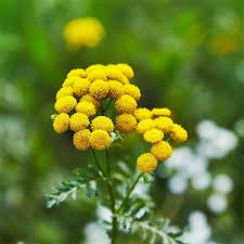 Image result for Tanacetum