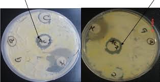Image result for Schizozygia coffaeoides
