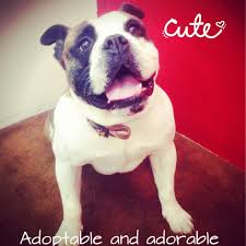 Adopting a bulldog can bring a loving new family member into your. Phoenix Az English Bulldog Meet Viper Olde English Bulldog A Pet For Adoption